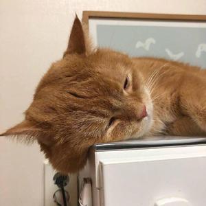 手机在线视频一区
